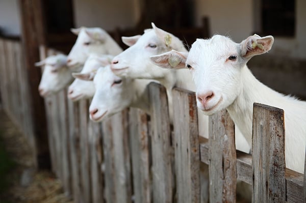 The Amazing Benefits of Goats Milk for Dogs | Can Dogs Drink Milk? - We